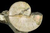 Fossil Hoploscaphites Ammonite - South Dakota #180831-2
